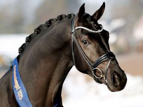 Secret's Next Star Stallion